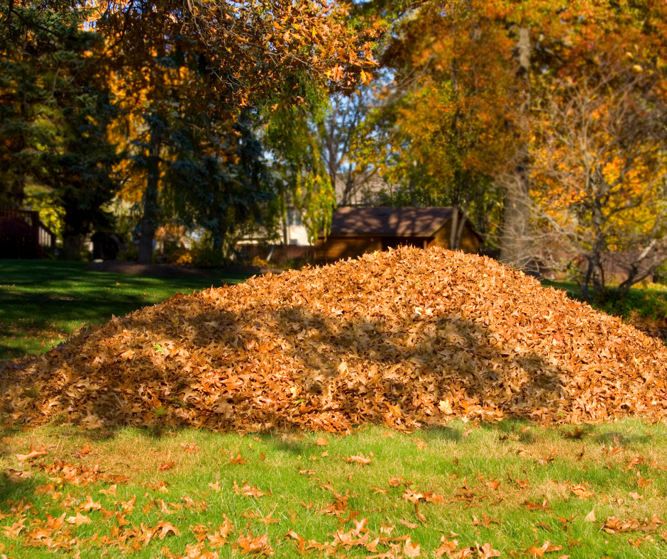 Image of Managing Your Fall Leaves